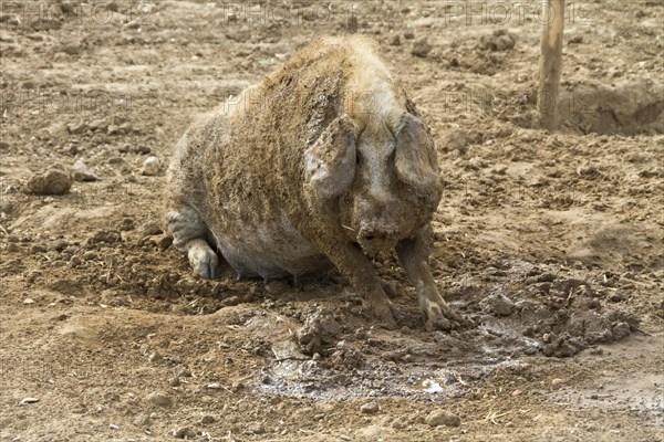 Mangalitsa pig wallows in the mud