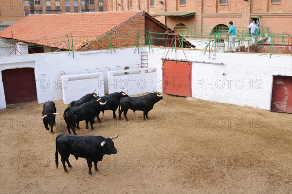 Bullfighting