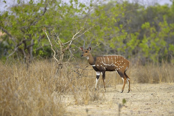 Southern Bushbuck