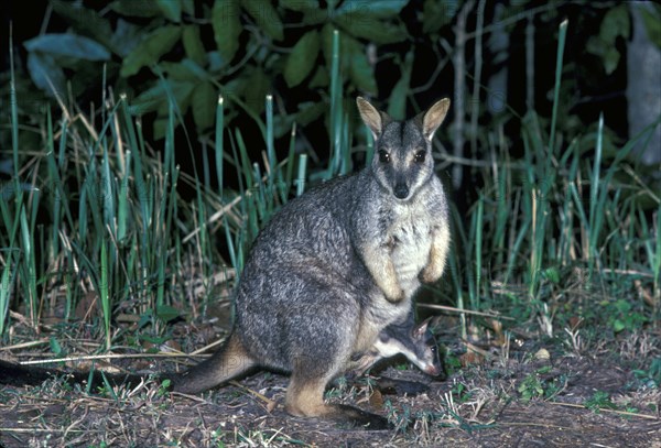 Queensland Rock Kangaroo