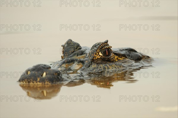 Paraguayan yacare caiman