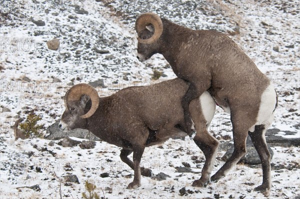 Bighorn sheep