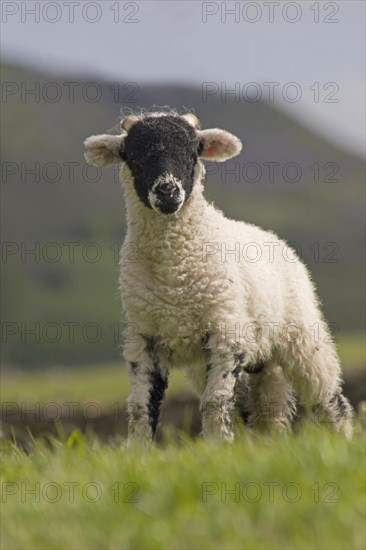 Domestic Sheep