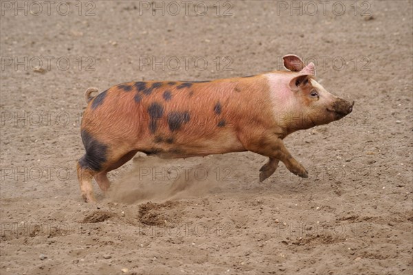 Domestic pig