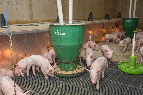 Pig farming