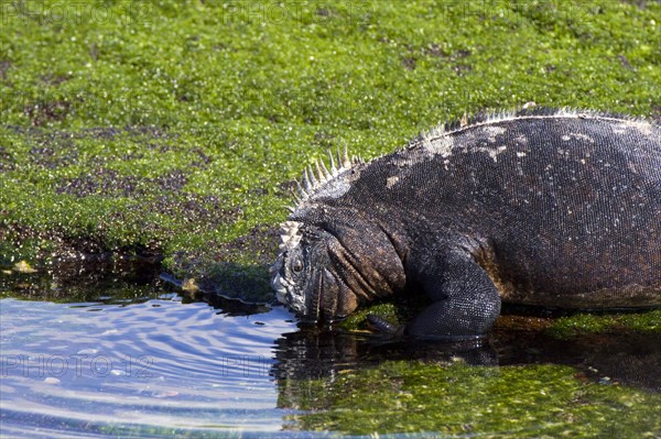 Galapagos marine lizard