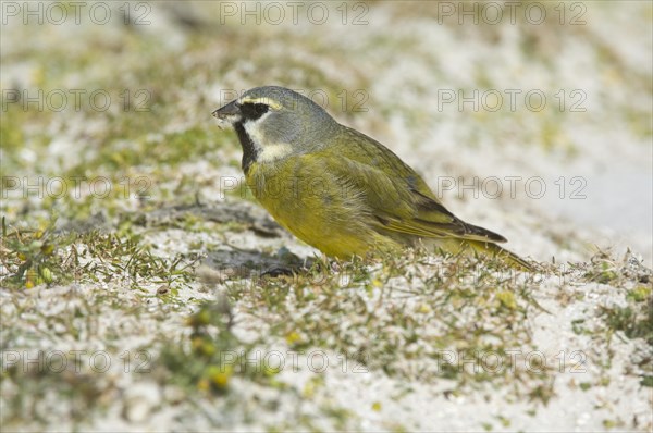 Black-throated Finch