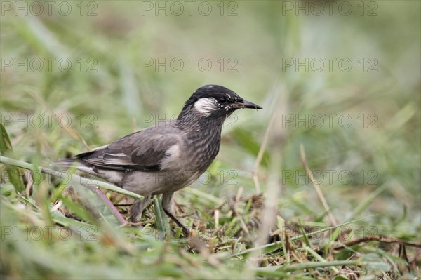 White-cheeked Starling