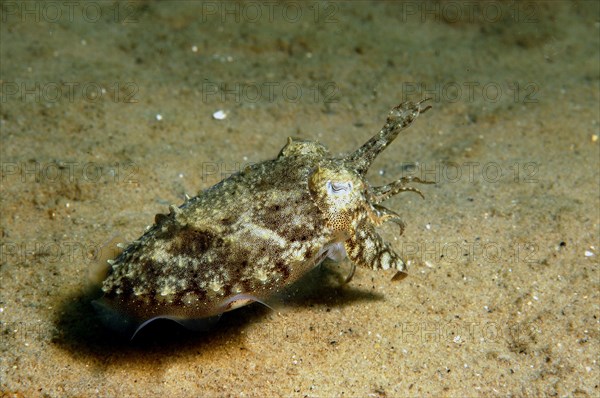 Common cuttlefish