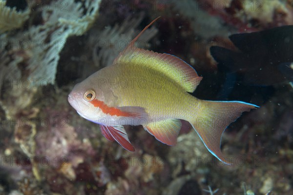 Flagfish