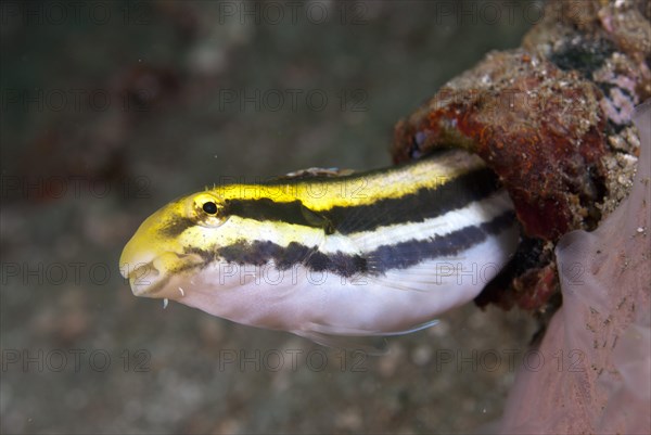 Sabretooth blenny