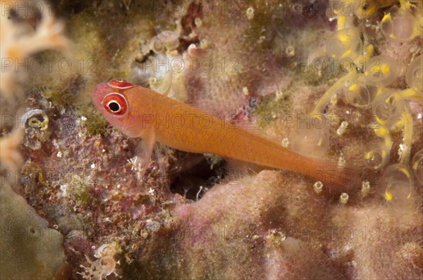 Ring-tailed Dwarf Gobi