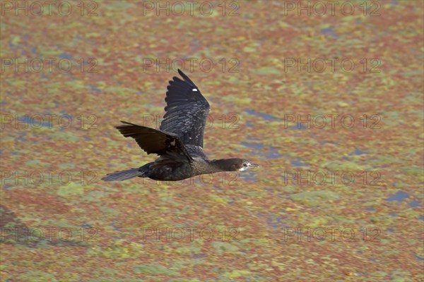 Lesser little cormorant