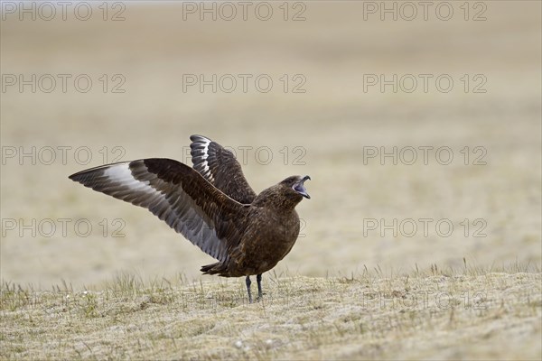 Great Skua