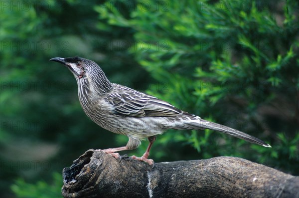 Red Wattlebird