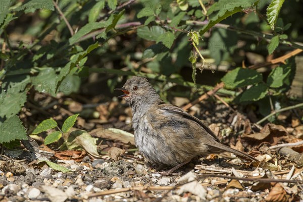 Dunnock sunbathing on woodland edge