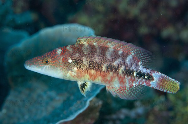 Celebes Wrasse