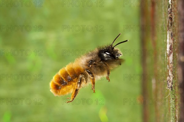 Red Mason Bee