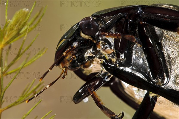 Large great silver water beetle