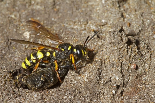 Sand knot wasp