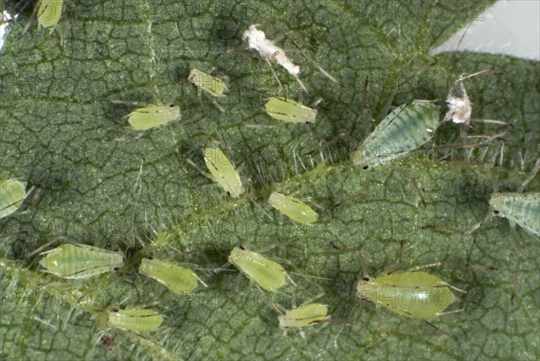 Stinging nettle aphid