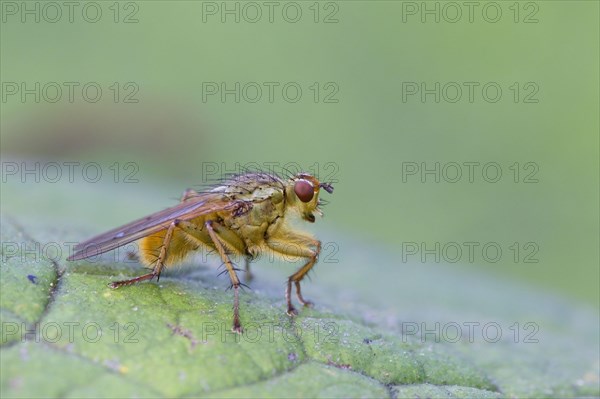 Yellow Dungfly