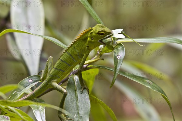 Beautiful Lizard