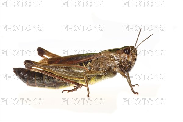 Common green grasshopper