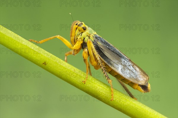 Green Leafhopper