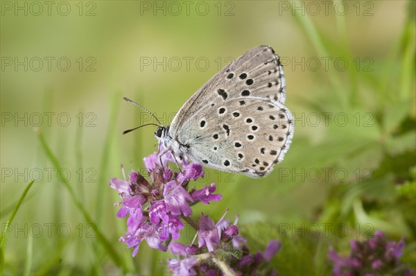 Quendel's Ant Blue