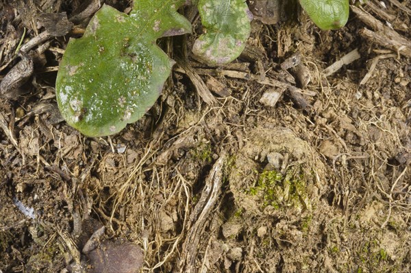 Moggridge's Trapdoor Spider