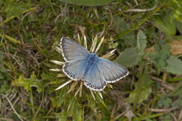 Chalkhill Blue