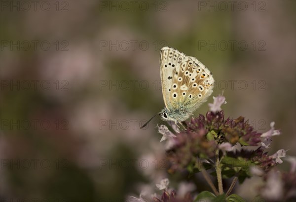 Chalkhill Blue