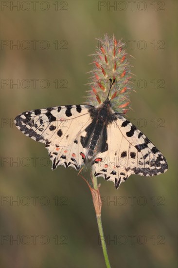 Eastern Festoon