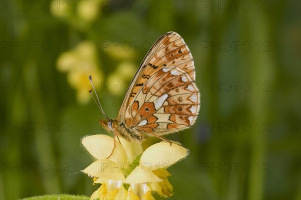 Clossiana euphrosyne