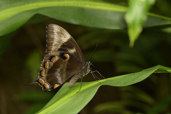 Papilio ulysses