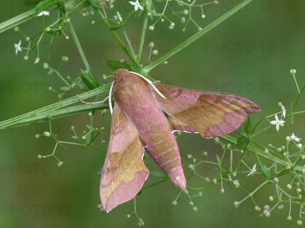 Small adult small elephant hawk-moth