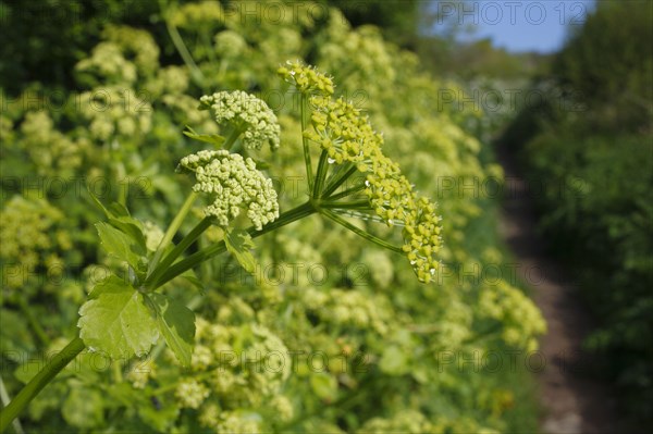 Alexanders