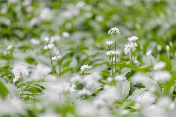 Ramsons