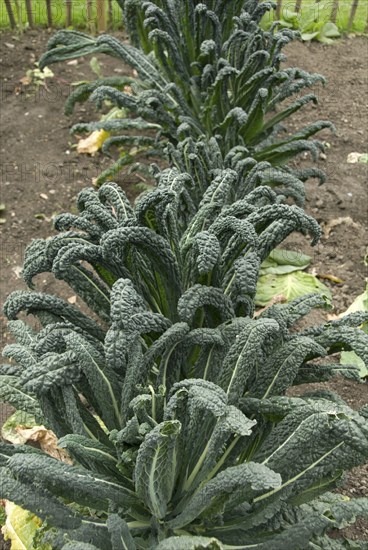 Black Kale