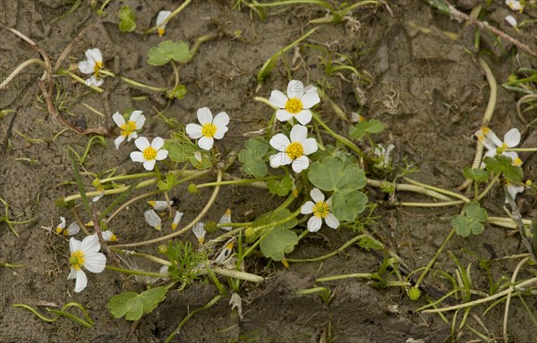 Pond Crowfoot