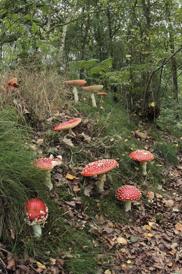 Fly Agaric