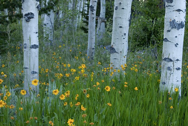 Flowers of aspen sunflower