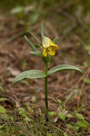 Fritillary