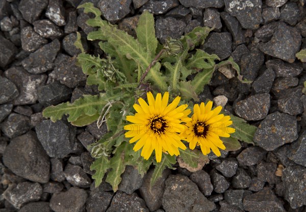 False false sowthistle