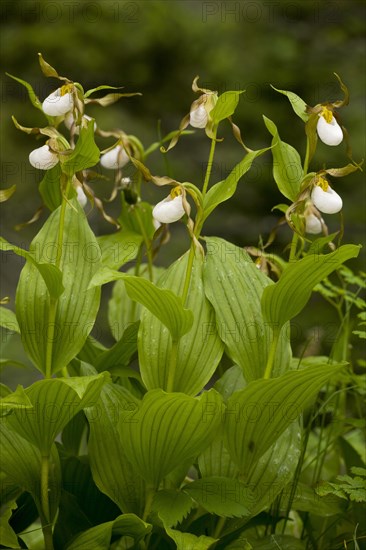 Mountain Lady's Slipper