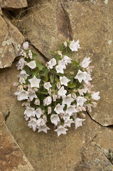 Birch-leaved bellflower