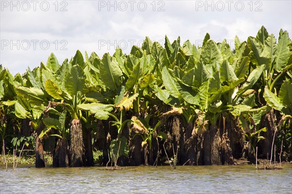 Giant taro or typhonodorum