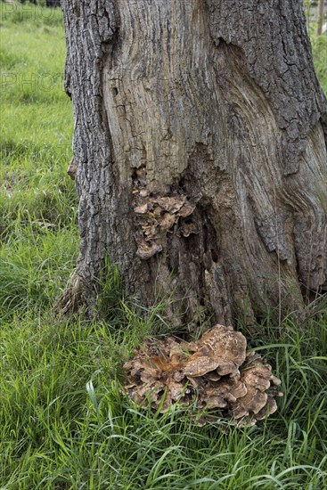 Giant Polypore