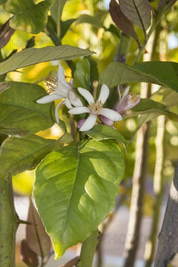 Flower and leaf of the Lemon